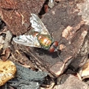 Lucilia cuprina at Narrabundah, ACT - 22 Dec 2019