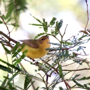 Acanthiza nana at Alpine, NSW - 1 Oct 2018 02:16 AM