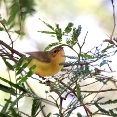 Acanthiza nana (Yellow Thornbill) at Wingecarribee Local Government Area - 30 Sep 2018 by JanHartog
