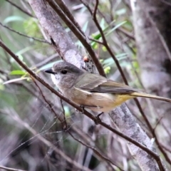 Pachycephala pectoralis (Golden Whistler) at Upper Nepean - 17 Oct 2018 by JanHartog