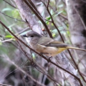 Pachycephala pectoralis at Alpine, NSW - 17 Oct 2018 01:15 AM