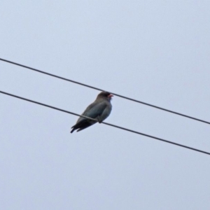 Eurystomus orientalis at Alpine - 26 Oct 2017