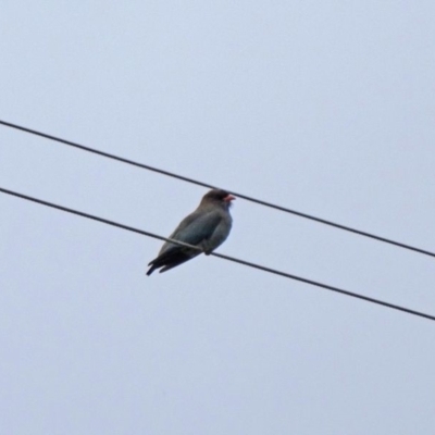 Eurystomus orientalis (Dollarbird) at Alpine, NSW - 25 Oct 2017 by JanHartog