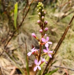 Stylidium armeria subsp. armeria (thrift trigger plant) at Paddys River, ACT - 22 Dec 2019 by shoko