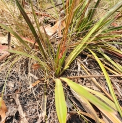 Stylidium armeria subsp. armeria at Paddys River, ACT - 22 Dec 2019