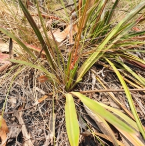 Stylidium armeria subsp. armeria at Paddys River, ACT - 22 Dec 2019
