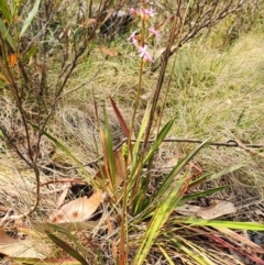 Stylidium armeria subsp. armeria at Paddys River, ACT - 22 Dec 2019