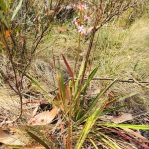 Stylidium armeria subsp. armeria at Paddys River, ACT - 22 Dec 2019