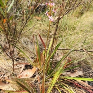 Stylidium armeria subsp. armeria at Paddys River, ACT - 22 Dec 2019 11:14 AM