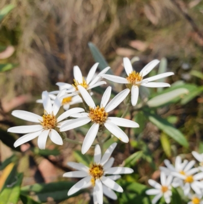 Olearia megalophylla (Large-leaf Daisy-bush) at Paddys River, ACT - 22 Dec 2019 by shoko