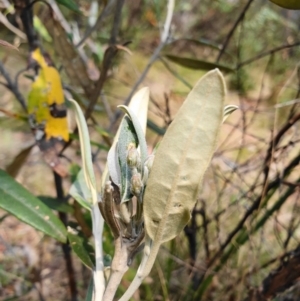 Olearia megalophylla at Paddys River, ACT - 22 Dec 2019 11:22 AM