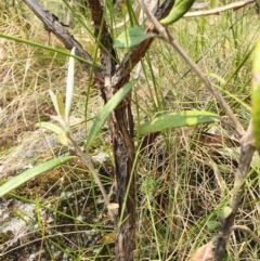 Olearia megalophylla at Paddys River, ACT - 22 Dec 2019 11:22 AM