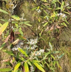 Olearia megalophylla at Paddys River, ACT - 22 Dec 2019 11:22 AM