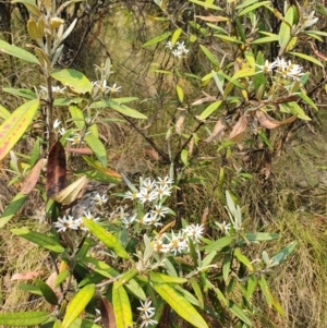 Olearia megalophylla at Paddys River, ACT - 22 Dec 2019 11:22 AM