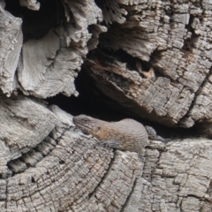 Egernia cunninghami (Cunningham's Skink) at Deakin, ACT - 22 Dec 2019 by JackyF