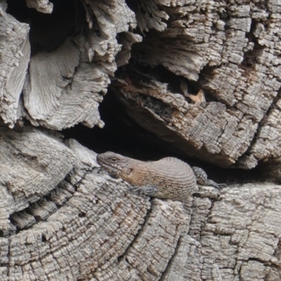 Egernia cunninghami (Cunningham's Skink) at Red Hill Nature Reserve - 21 Dec 2019 by JackyF