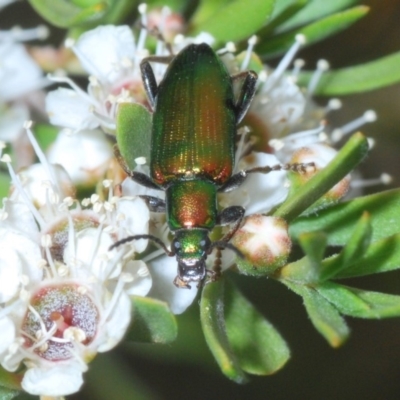 Lepturidea viridis (Green comb-clawed beetle) at Paddys River, ACT - 17 Dec 2019 by Harrisi