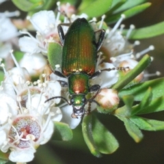 Lepturidea viridis (Green comb-clawed beetle) at Paddys River, ACT - 17 Dec 2019 by Harrisi