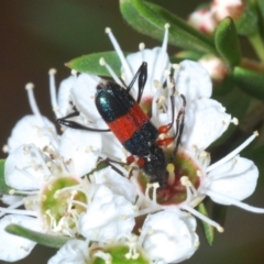 Obrida fascialis (One banded longicorn) at Paddys River, ACT - 17 Dec 2019 by Harrisi