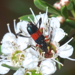 Obrida fascialis at Paddys River, ACT - 17 Dec 2019