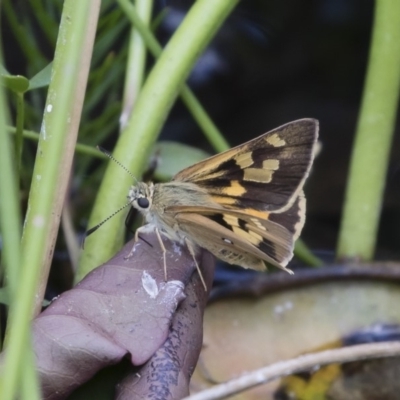 Trapezites eliena (Orange Ochre) at Illilanga & Baroona - 19 Dec 2019 by Illilanga