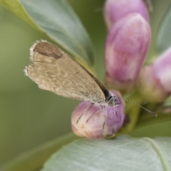 Zizina otis (Common Grass-Blue) at Michelago, NSW - 14 Dec 2019 by Illilanga