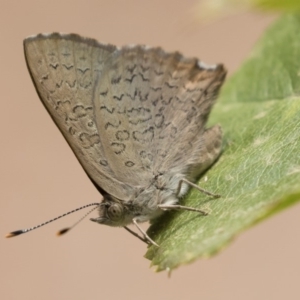 Paralucia pyrodiscus at Michelago, NSW - 21 Dec 2019