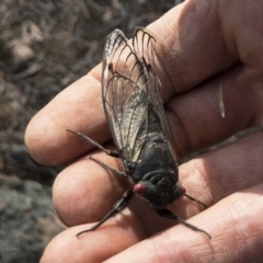 Psaltoda moerens (Redeye cicada) at Illilanga & Baroona - 10 Dec 2019 by Illilanga