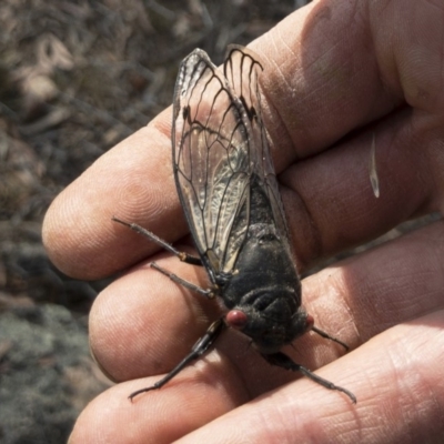 Psaltoda moerens (Redeye cicada) at Illilanga & Baroona - 10 Dec 2019 by Illilanga