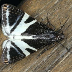 Phrataria bijugata at Ainslie, ACT - 21 Dec 2019 10:28 PM