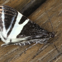 Phrataria bijugata at Ainslie, ACT - 21 Dec 2019 10:28 PM