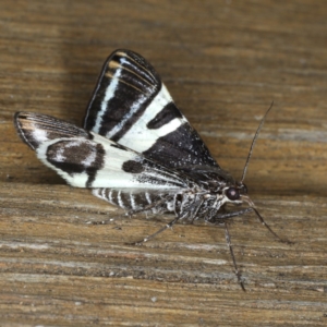 Phrataria bijugata at Ainslie, ACT - 21 Dec 2019 10:28 PM