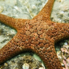 Nectria ocellata (Mosaic Seastar) at Merimbula, NSW - 12 Dec 2019 by Luka