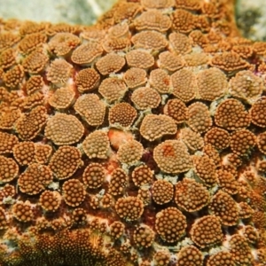 Nectria ocellata at Merimbula, NSW - 12 Dec 2019 12:01 PM