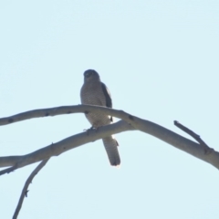 Accipiter cirrocephalus (Collared Sparrowhawk) at Narrawallee, NSW - 7 Nov 2019 by Jillg