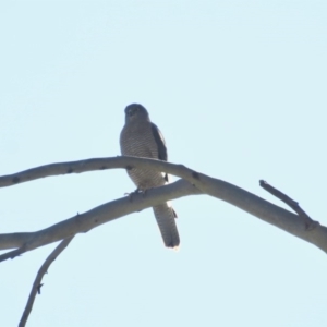 Tachyspiza cirrocephala at Narrawallee Bushcare - 8 Nov 2019