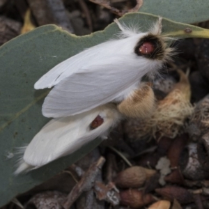 Trichiocercus sparshalli at Kaleen, ACT - 23 Dec 2019