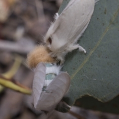 Trichiocercus sparshalli at Kaleen, ACT - 23 Dec 2019