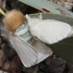 Trichiocercus sparshalli at Kaleen, ACT - 23 Dec 2019