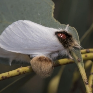 Trichiocercus sparshalli at Kaleen, ACT - 23 Dec 2019 10:28 AM