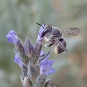 Pseudoanthidium (Immanthidium) repetitum at Spence, ACT - 21 Dec 2019