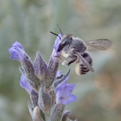 Pseudoanthidium (Immanthidium) repetitum (African carder bee) at Spence, ACT - 21 Dec 2019 by Laserchemisty