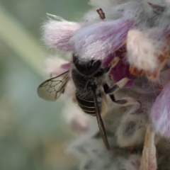 Pseudoanthidium (Immanthidium) repetitum at Spence, ACT - 21 Dec 2019