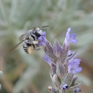 Pseudoanthidium (Immanthidium) repetitum at Spence, ACT - 21 Dec 2019