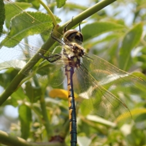 Hemicordulia tau at Spence, ACT - 23 Dec 2019 11:59 AM