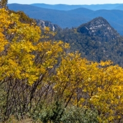 Acacia obliquinervia (Mountain Hickory) at Paddys River, ACT - 14 Sep 2019 by Philip