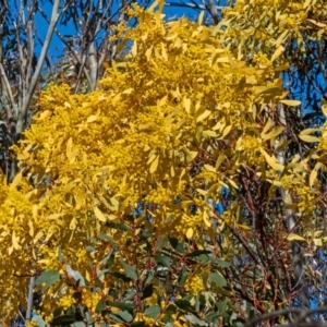 Acacia obliquinervia at Paddys River, ACT - 14 Sep 2019