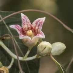 Brachychiton populneus subsp. populneus (Kurrajong) at Kaleen, ACT - 22 Dec 2019 by AlisonMilton