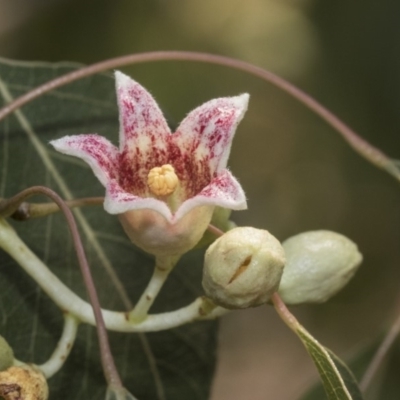 Brachychiton populneus subsp. populneus (Kurrajong) at Kaleen, ACT - 23 Dec 2019 by AlisonMilton