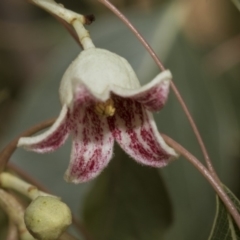 Brachychiton populneus subsp. populneus at Kaleen, ACT - 23 Dec 2019 10:33 AM